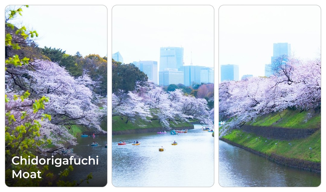 Photograph of Chidorigafuchi Moat, Japan